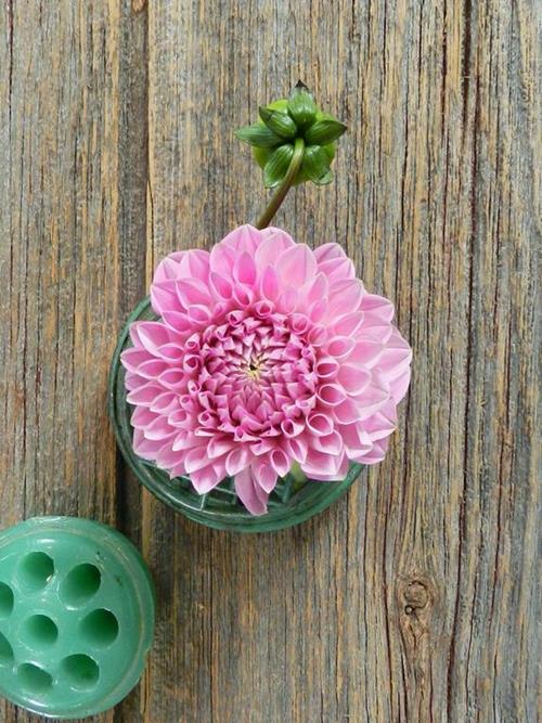 DARK PINK DAHLIA
